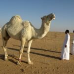 livingsocial Travel Deals